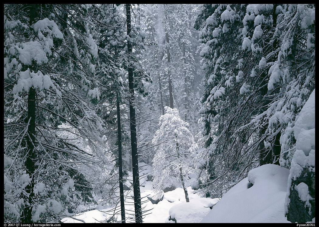 Snowy trees in winter. Yosemite National Park, California, USA.