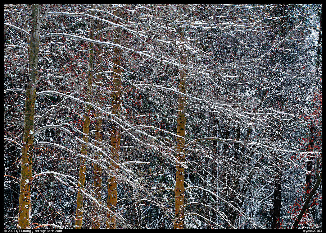 Snow-covered trees with diagonal branch pattern. Yosemite National Park, California, USA.