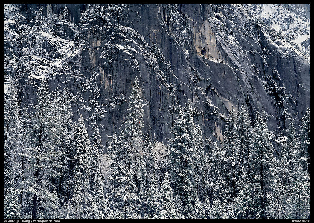 Dark rock wall and snowy trees. Yosemite National Park, California, USA.