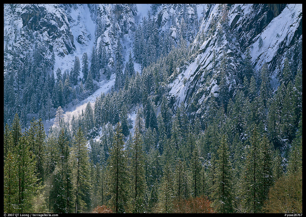 Dry Evergreens and snowy cliff. Yosemite National Park, California, USA.