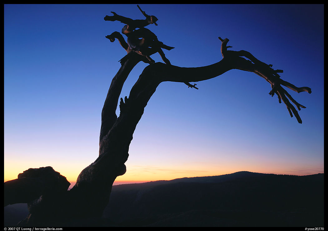 Dead Jeffrey Pine on Sentinel Dome, sunset. Yosemite National Park