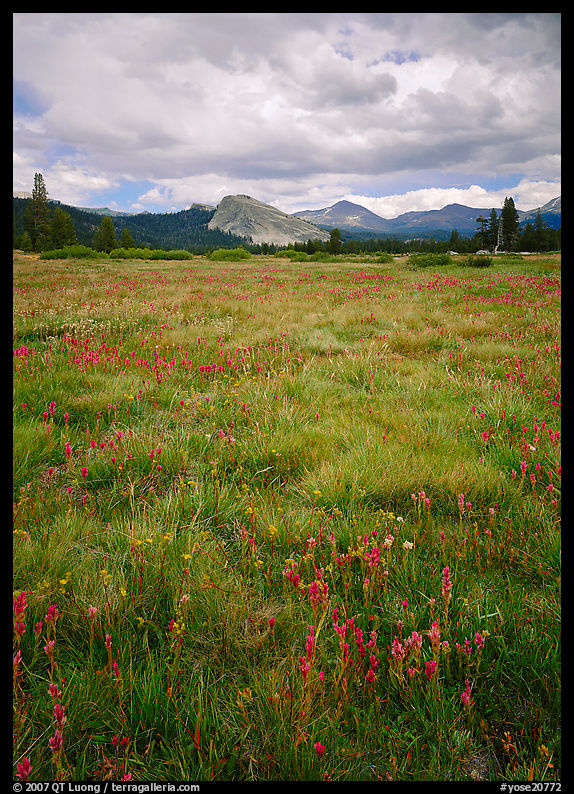 Indian Paint Brush and Lambert Dome, Tuolumne Meadows. Yosemite National Park, California, USA.