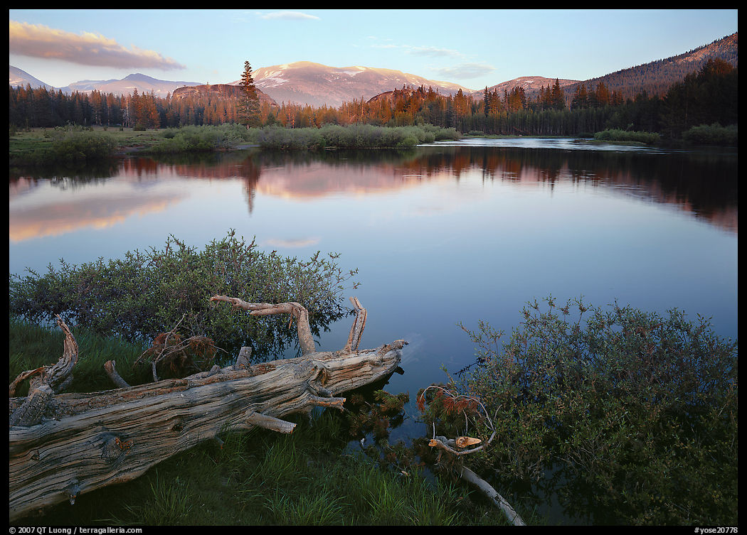 Fallen log and pond, Tuolumne Meadows, sunset. Yosemite National Park, California, USA.