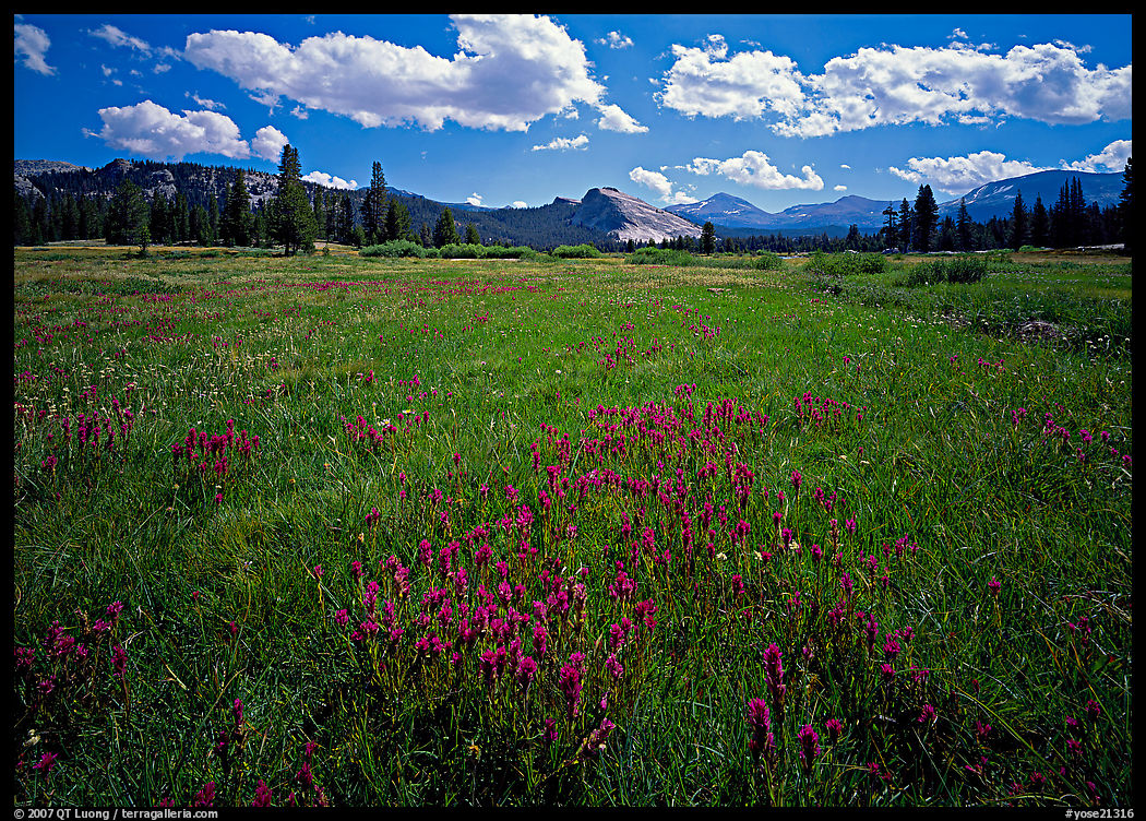 Summer wildflowers and Lembert Dome, Tuolumne Meadows. Yosemite National Park, California, USA.