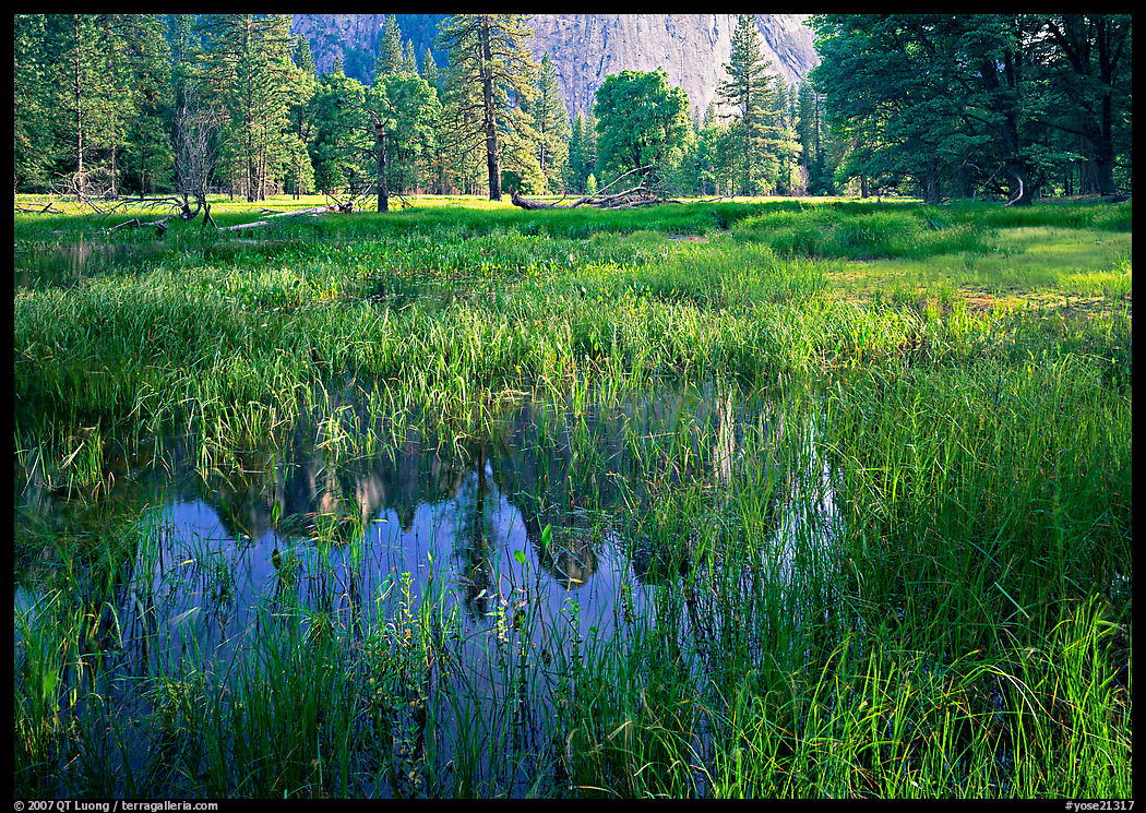 Flooded Meadow below Cathedral Rock in spring. Yosemite National Park, California, USA.