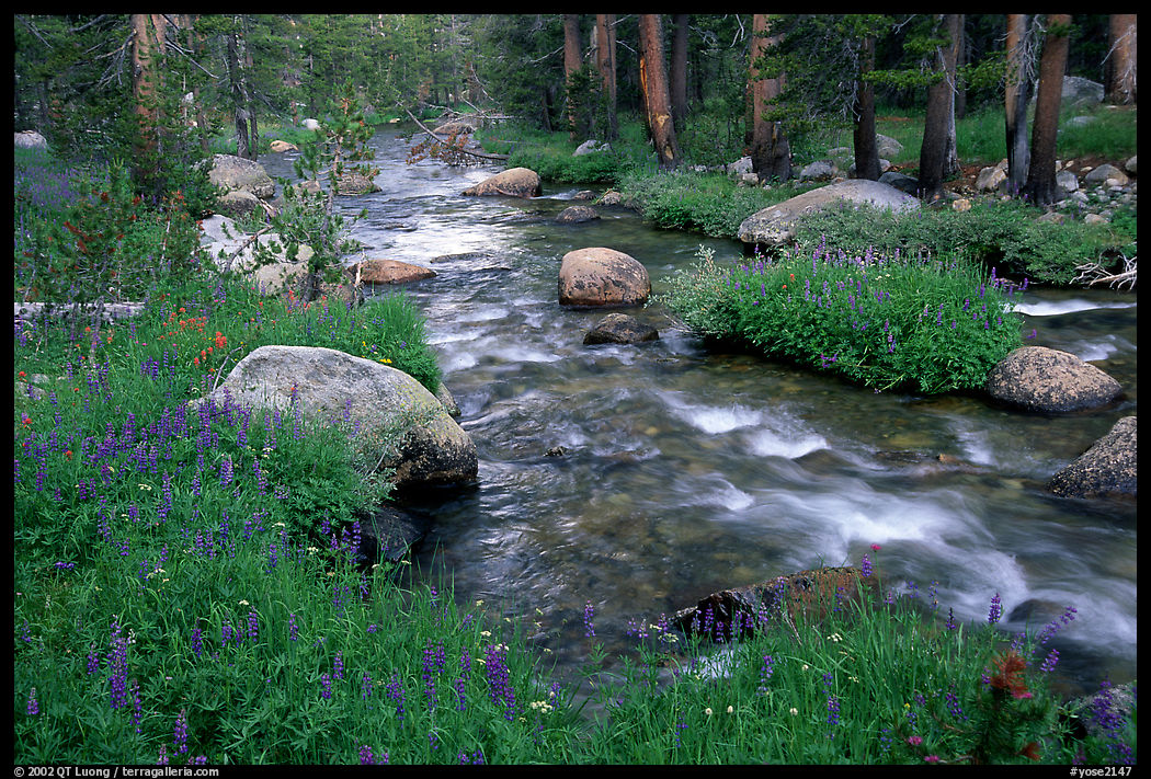 Stream and wildflowers, Tuolunme Meadows. Yosemite National Park, California, USA.