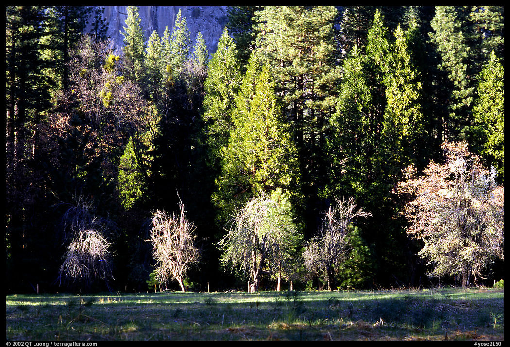 Meadow near Happy isles in spring. Yosemite National Park, California, USA.