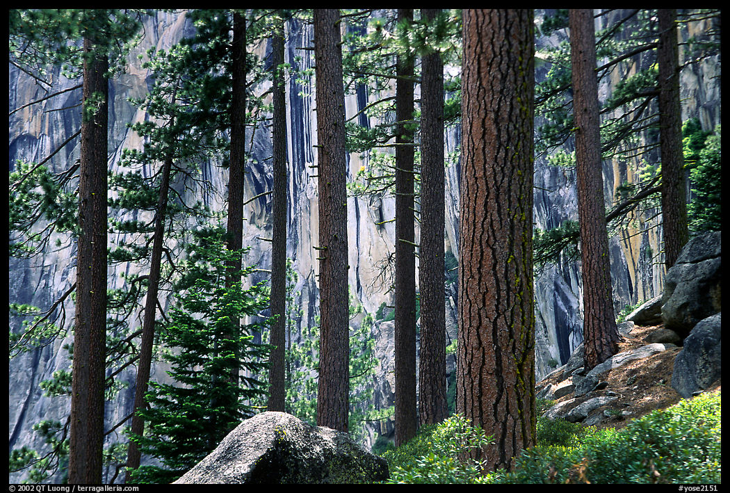 Lodegepole pines and cliff, Yosemite Falls trail. Yosemite National Park, California, USA.