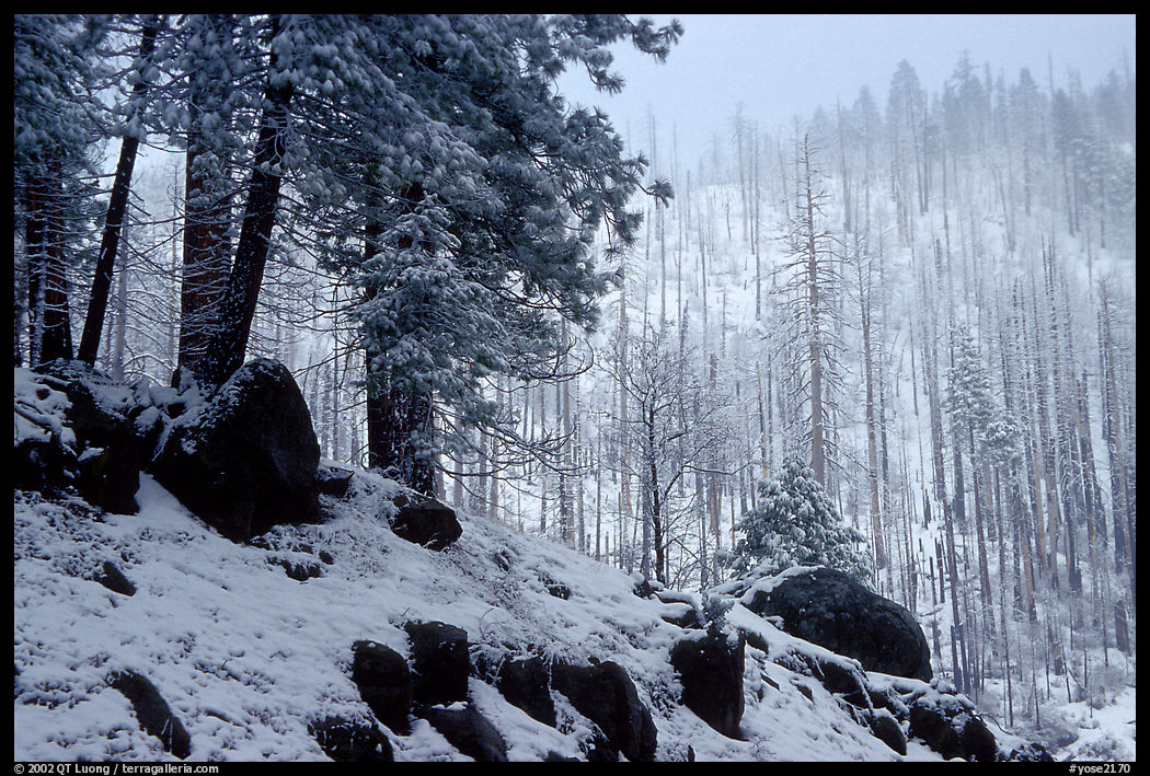 Forest with snow and fog, Wawona road. Yosemite National Park, California, USA.