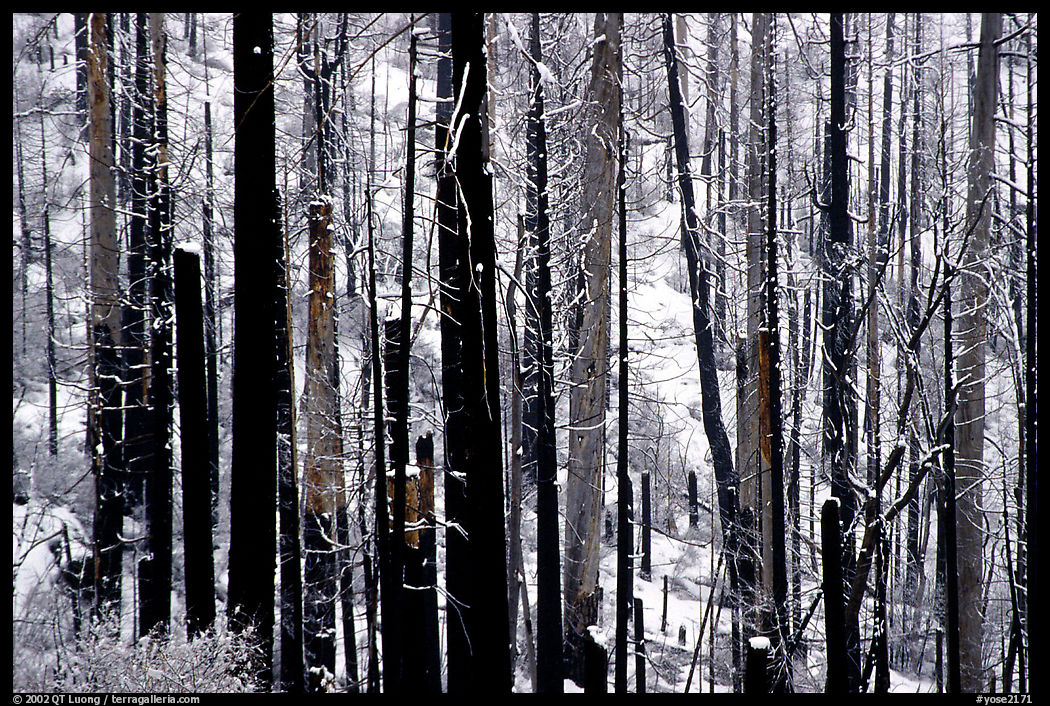 Burned forest in winter, Wawona road. Yosemite National Park, California, USA.