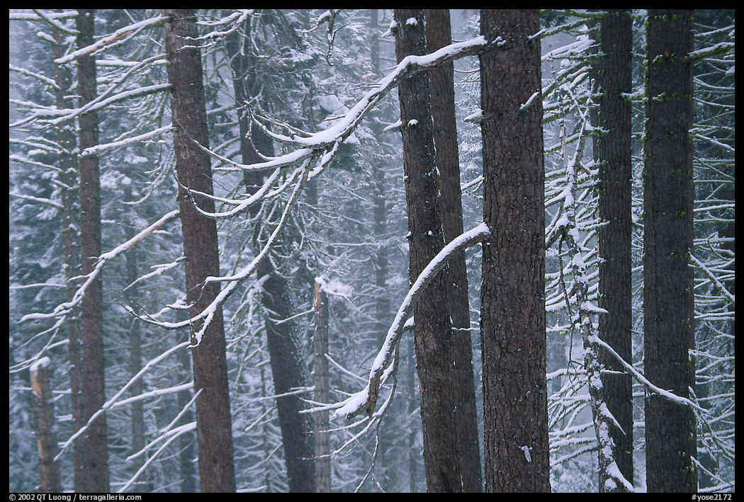 Lodgepole pine trees in winter, Badger Pass. Yosemite National Park, California, USA.
