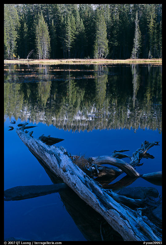 Fallen tree in shade and shore, Siesta Lake. Yosemite National Park