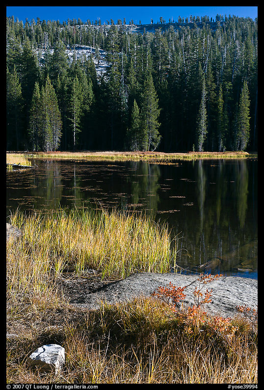 Shore with autumn grasses, Siesta Lake. Yosemite National Park, California, USA.