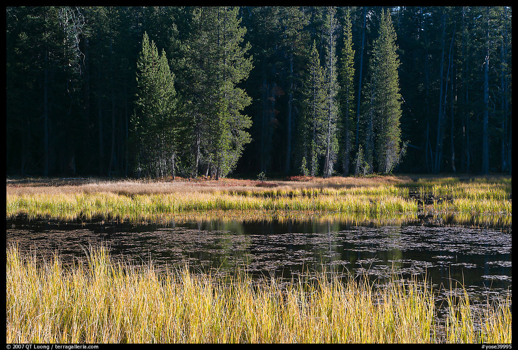 Grass in autumn, Siesta Lake. Yosemite National Park, California, USA.