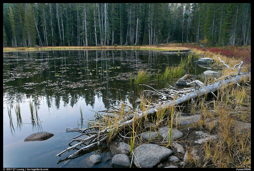 Shoreline in fall, Siesta Lake. Yosemite National Park, California, USA.