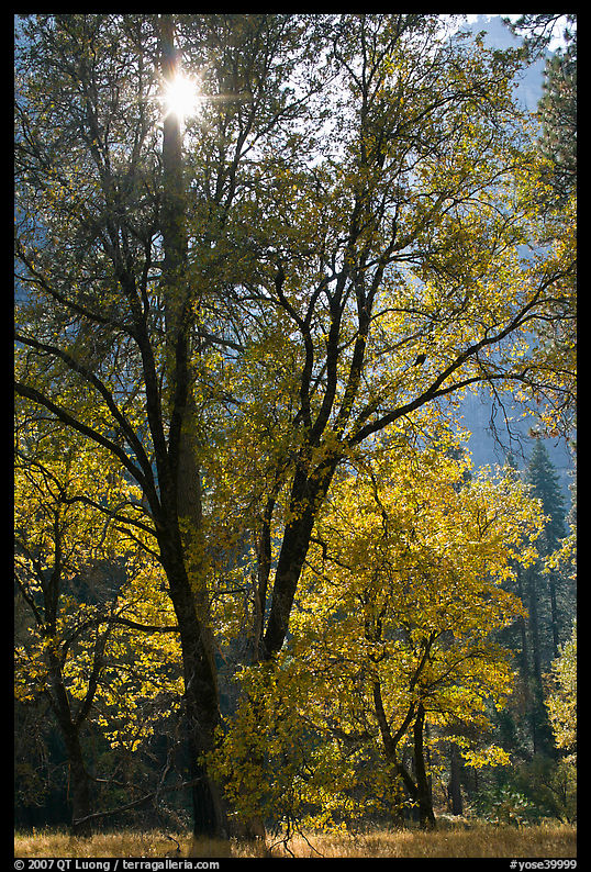 Sun shinning through trees in fall colors. Yosemite National Park, California, USA.