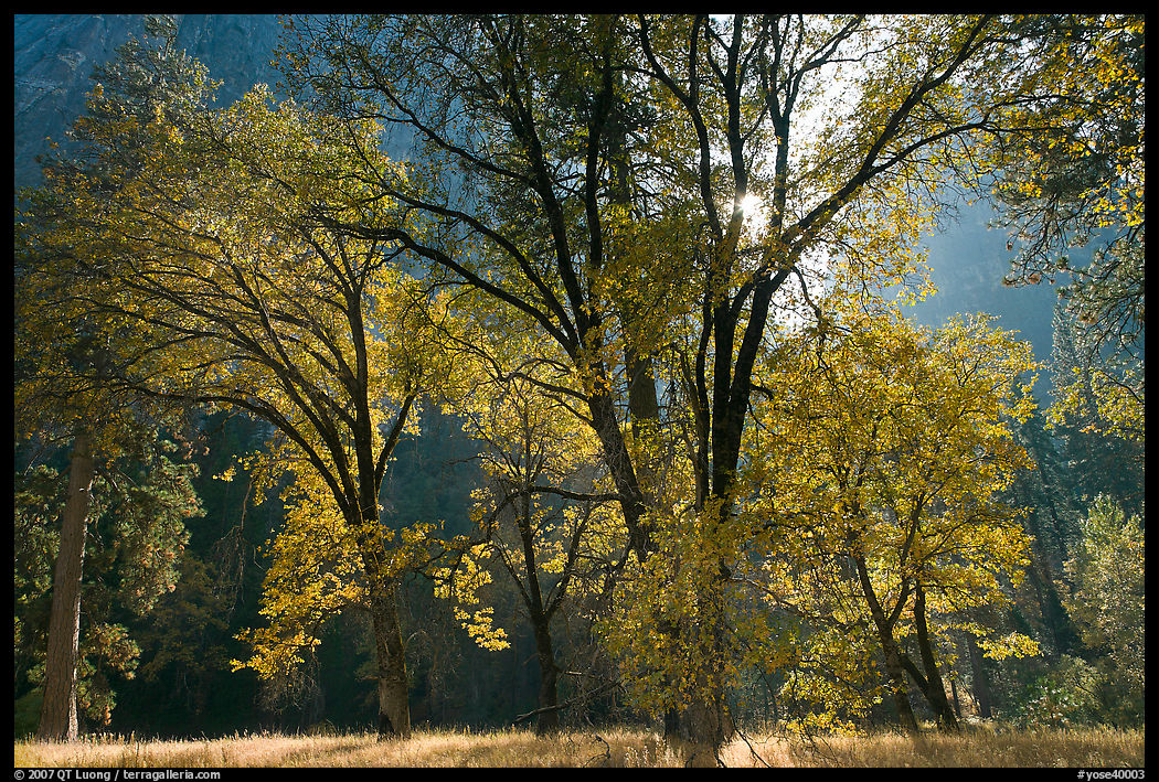 Oaks in fall foliage and Cathedral Rocks. Yosemite National Park, California, USA.