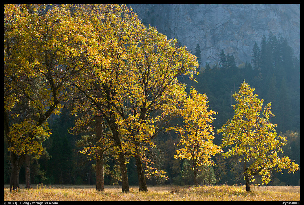 Oaks in autumn foliage, El Capitan meadow. Yosemite National Park, California, USA.