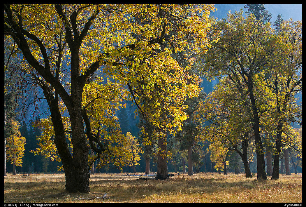 Black oaks with with autum leaves, El Capitan Meadow, afternoon. Yosemite National Park, California, USA.