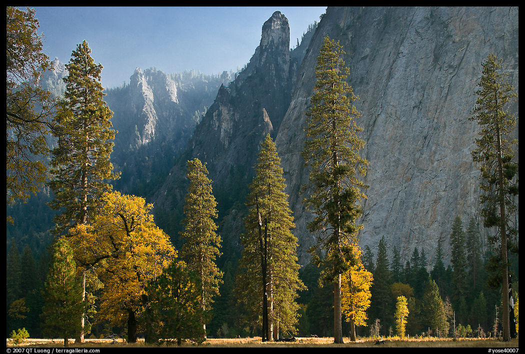 Oaks, pine trees, and rock wall. Yosemite National Park