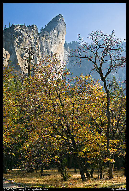 Trees in fall foliage and Leaning Tower. Yosemite National Park, California, USA.