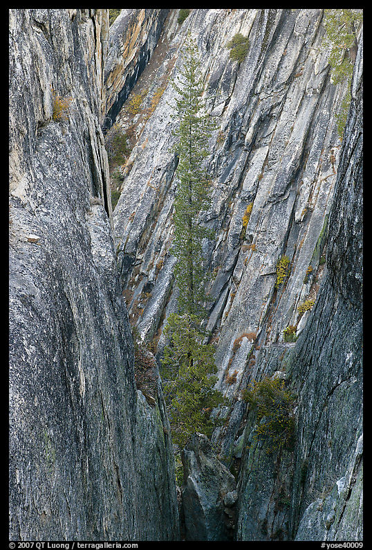 Pine tree growing in fissure near Taft Point. Yosemite National Park, California, USA.