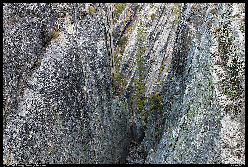 Pine tree and granite walls near Taft Point. Yosemite National Park, California, USA.