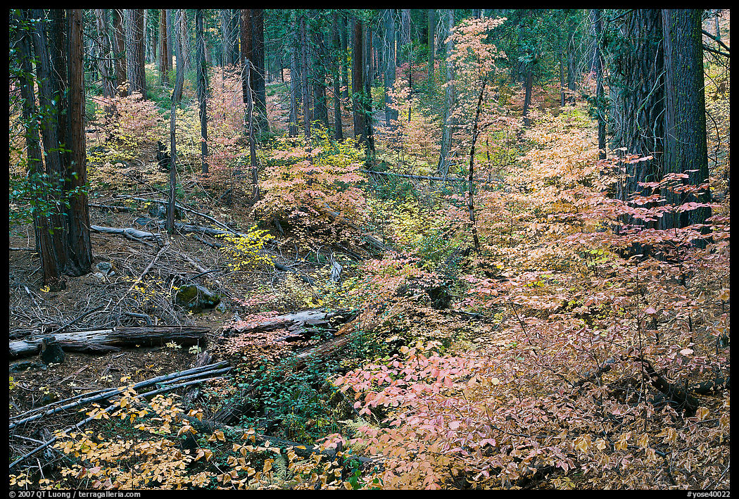 Creek with forest in fall foliage, Wawona Road. Yosemite National Park, California, USA.