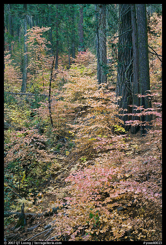 Undergrowth and forest in autumn foliage, Wawona Road. Yosemite National Park, California, USA.