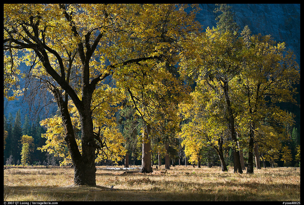Black oaks with with autumn leaves, El Capitan Meadow, morning. Yosemite National Park, California, USA.