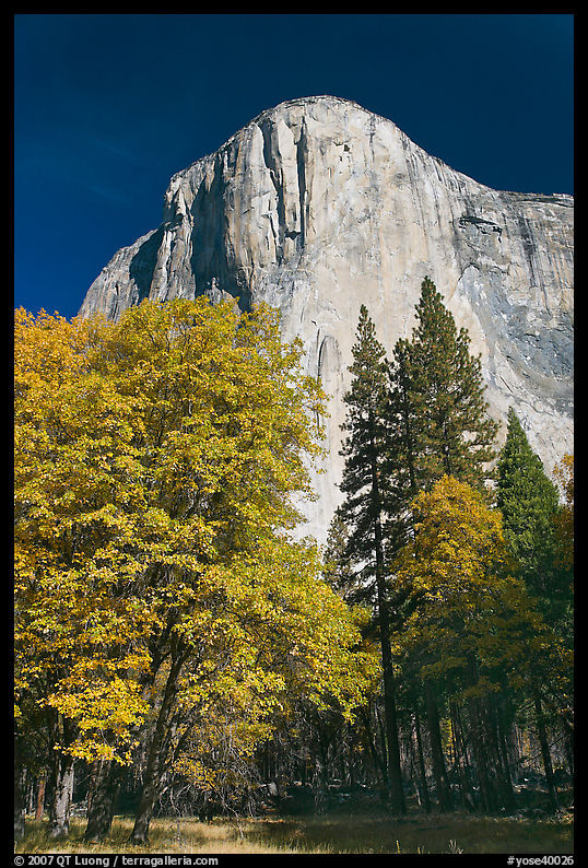 Trees in fall color and El Capitan. Yosemite National Park, California, USA.