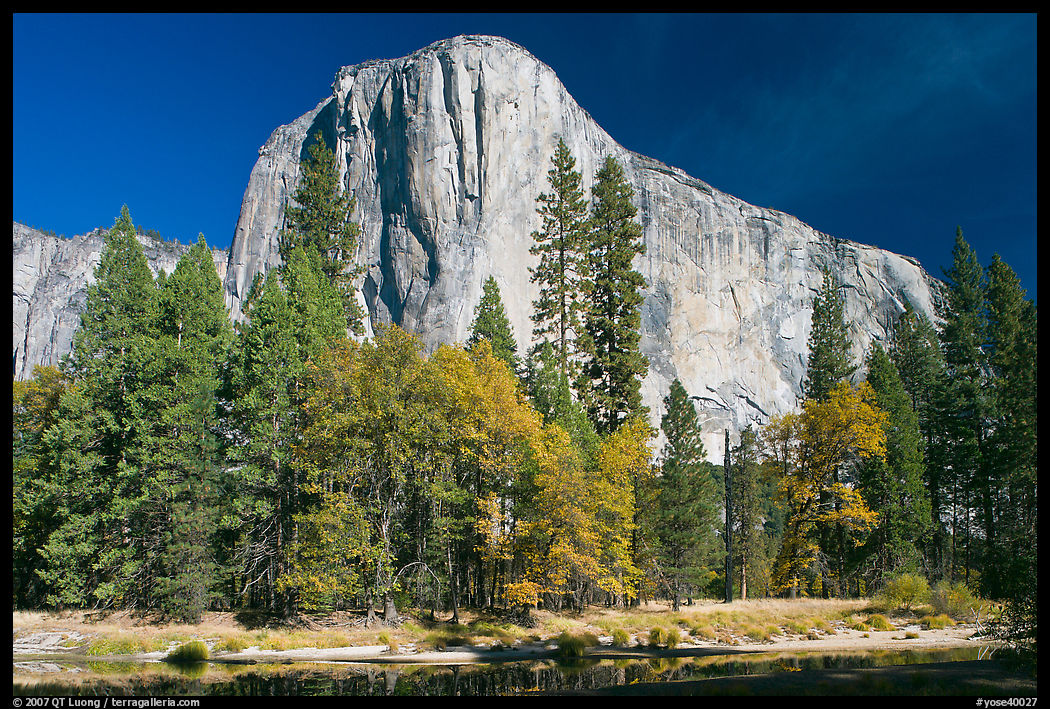 Trees along  Merced River and El Capitan. Yosemite National Park, California, USA.