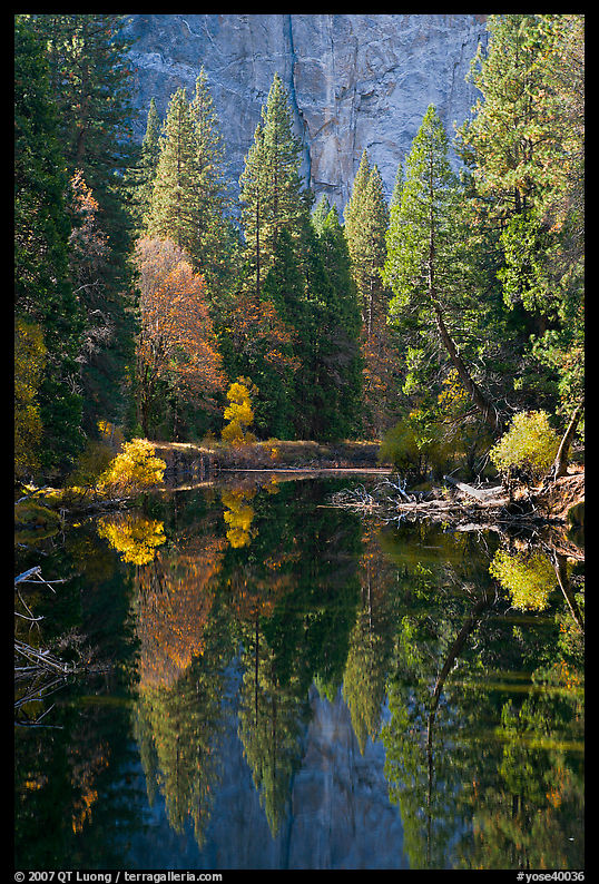 Merced River, trees and reflexions at the base of Cathedral Rocks. Yosemite National Park
