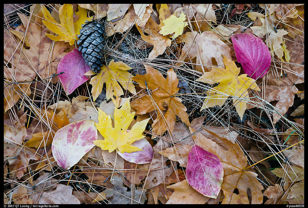 Fallen maple and dogwood leaves, pine needles and cone. Yosemite National Park, California, USA.