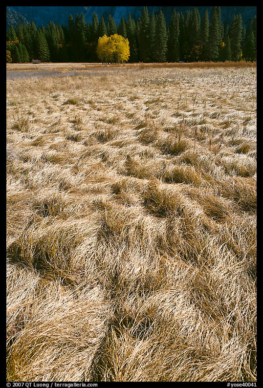 Grasses in autumn and aspen cluster, Ahwahnee Meadow. Yosemite National Park, California, USA.