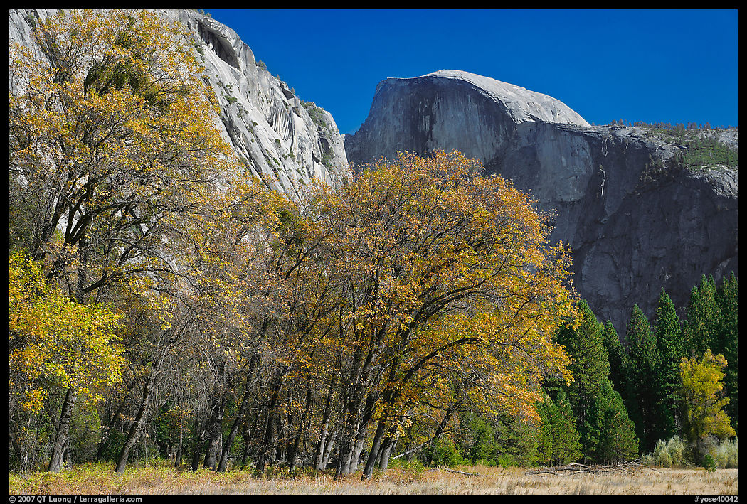 Trees in autumn foliage and Half Dome, Ahwahnee Meadow. Yosemite National Park, California, USA.