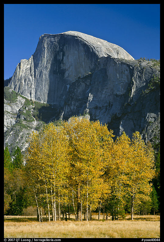 Aspens and Half Dome in autumn. Yosemite National Park, California, USA.