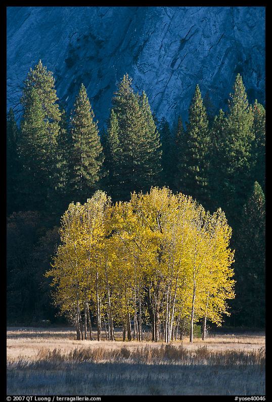 Aspens, Pine trees, and cliffs, late afternoon. Yosemite National Park, California, USA.