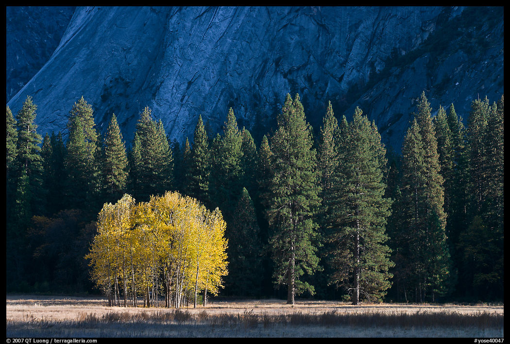 Aspens in fall foliage, evergreens, and cliffs. Yosemite National Park, California, USA.