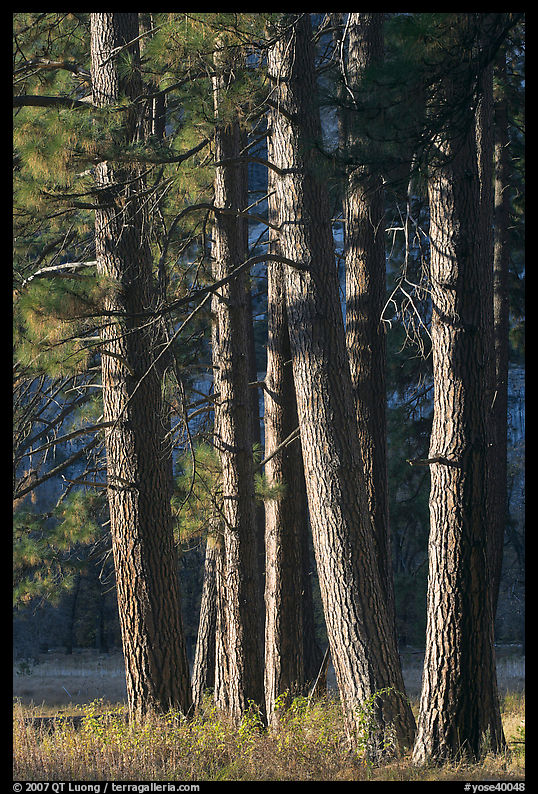 Pine trees, late afternoon. Yosemite National Park, California, USA.