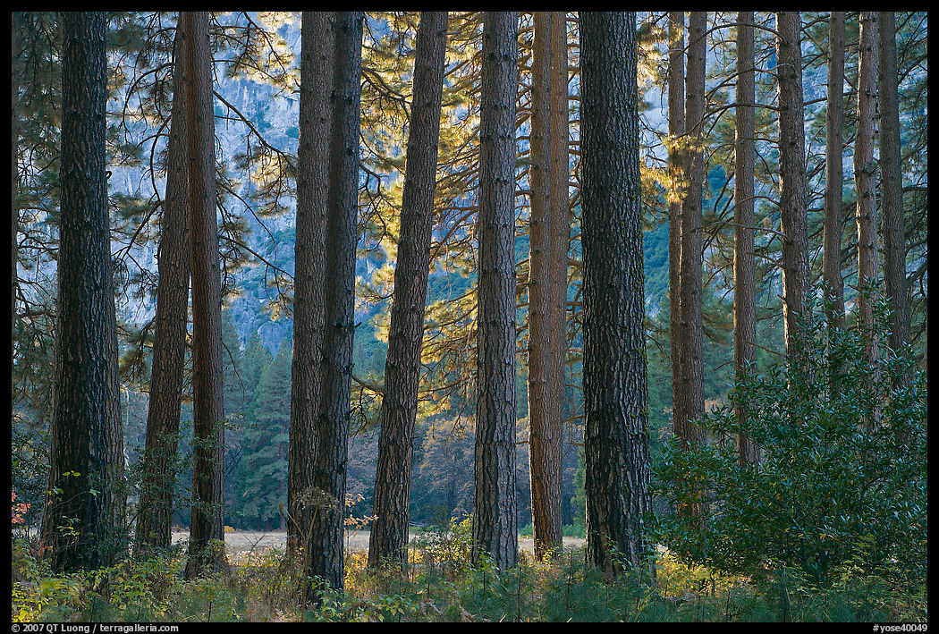 Pine trees bordering Cook Meadow. Yosemite National Park, California, USA.