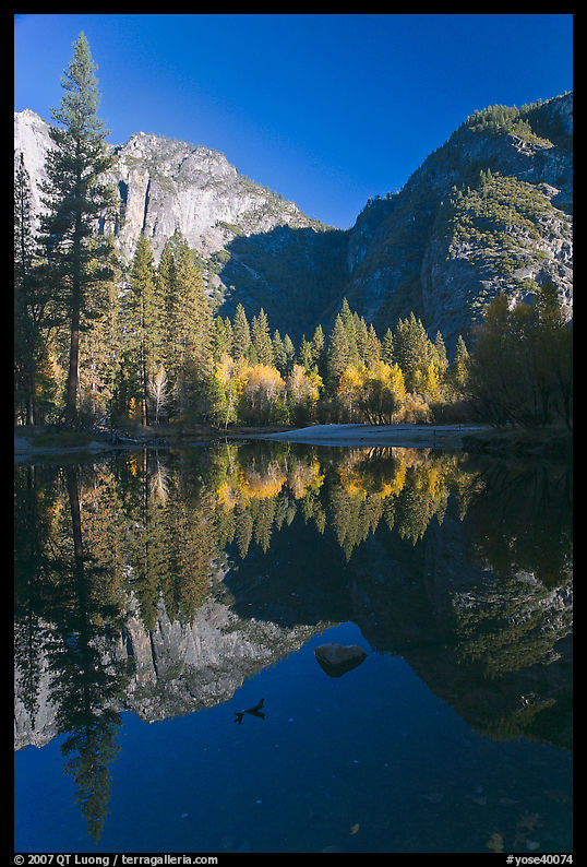 Autumn morning reflexions, Merced River. Yosemite National Park, California, USA.