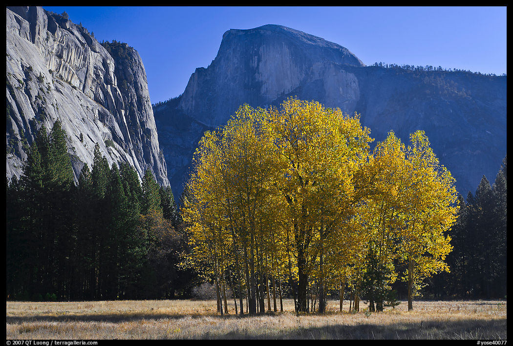 Aspen stand and Half-Dome, morning. Yosemite National Park, California, USA.