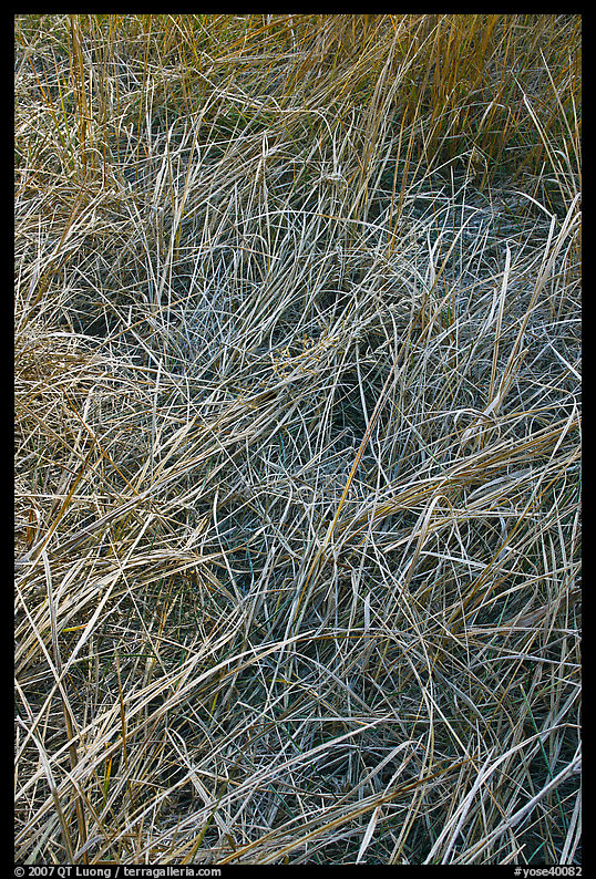 Grasses and morning frost. Yosemite National Park, California, USA.