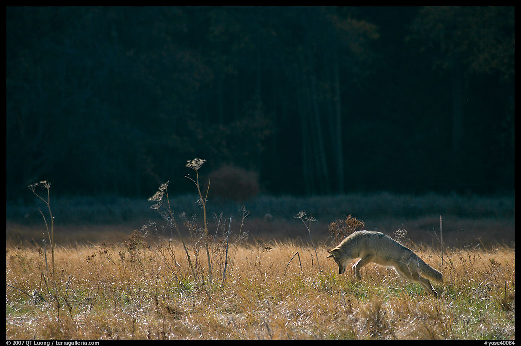 Coyote jumping in meadow. Yosemite National Park, California, USA.