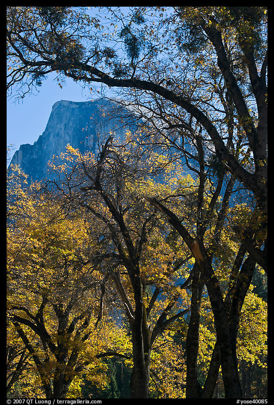 Oak trees and Half-Dome. Yosemite National Park, California, USA.