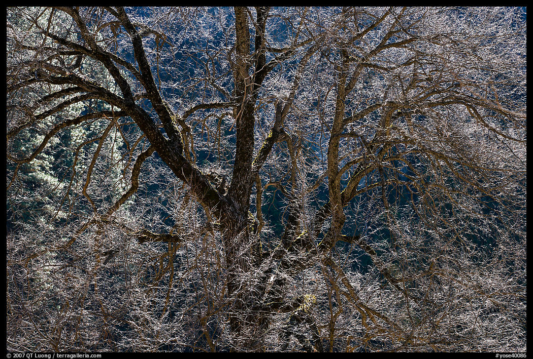 Backlit Elm tree branches. Yosemite National Park