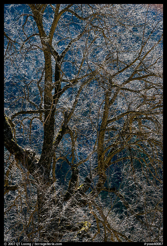 Branches of Elm tree and light. Yosemite National Park, California, USA.
