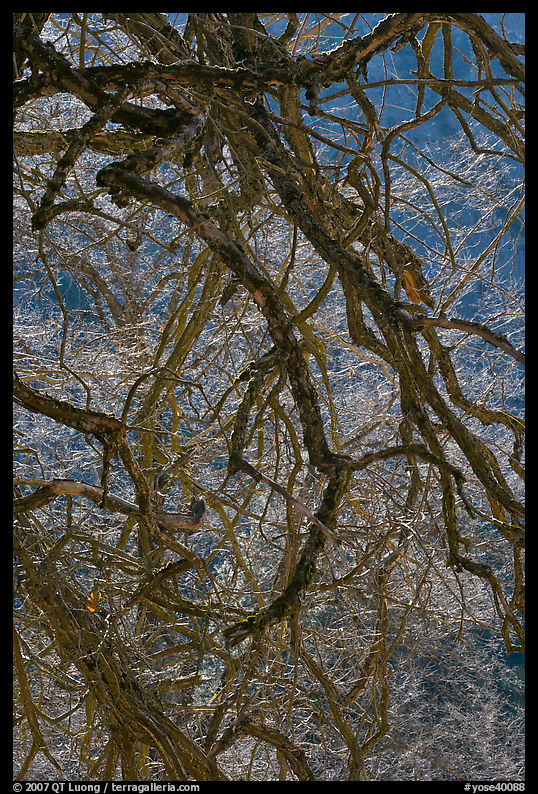 Dendritic branches pattern. Yosemite National Park, California, USA.
