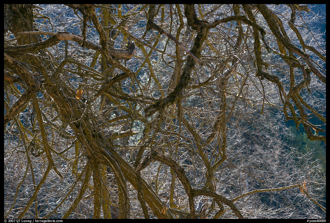 Backlit branches. Yosemite National Park, California, USA.